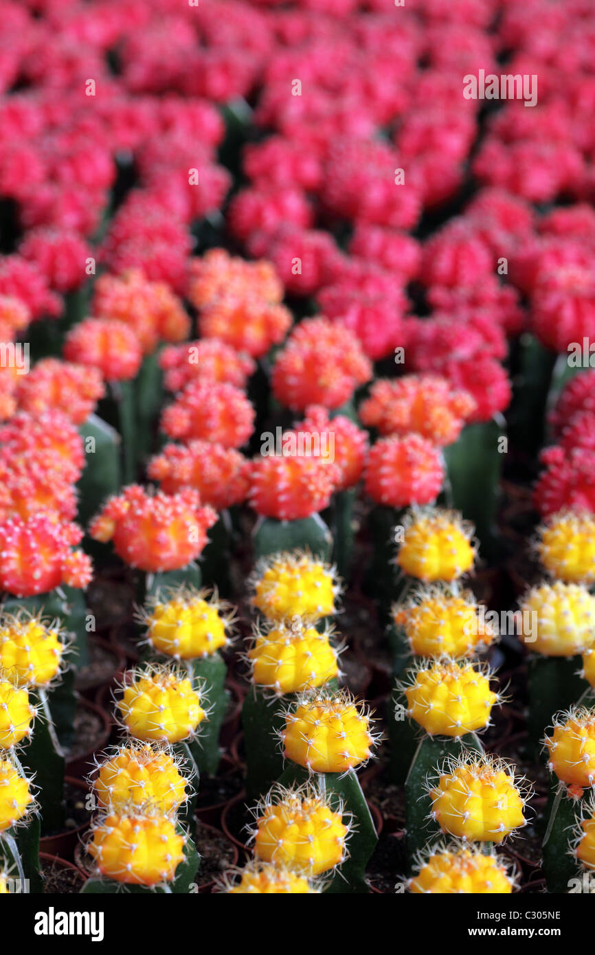 South east asia flora hi-res stock photography and images - Alamy