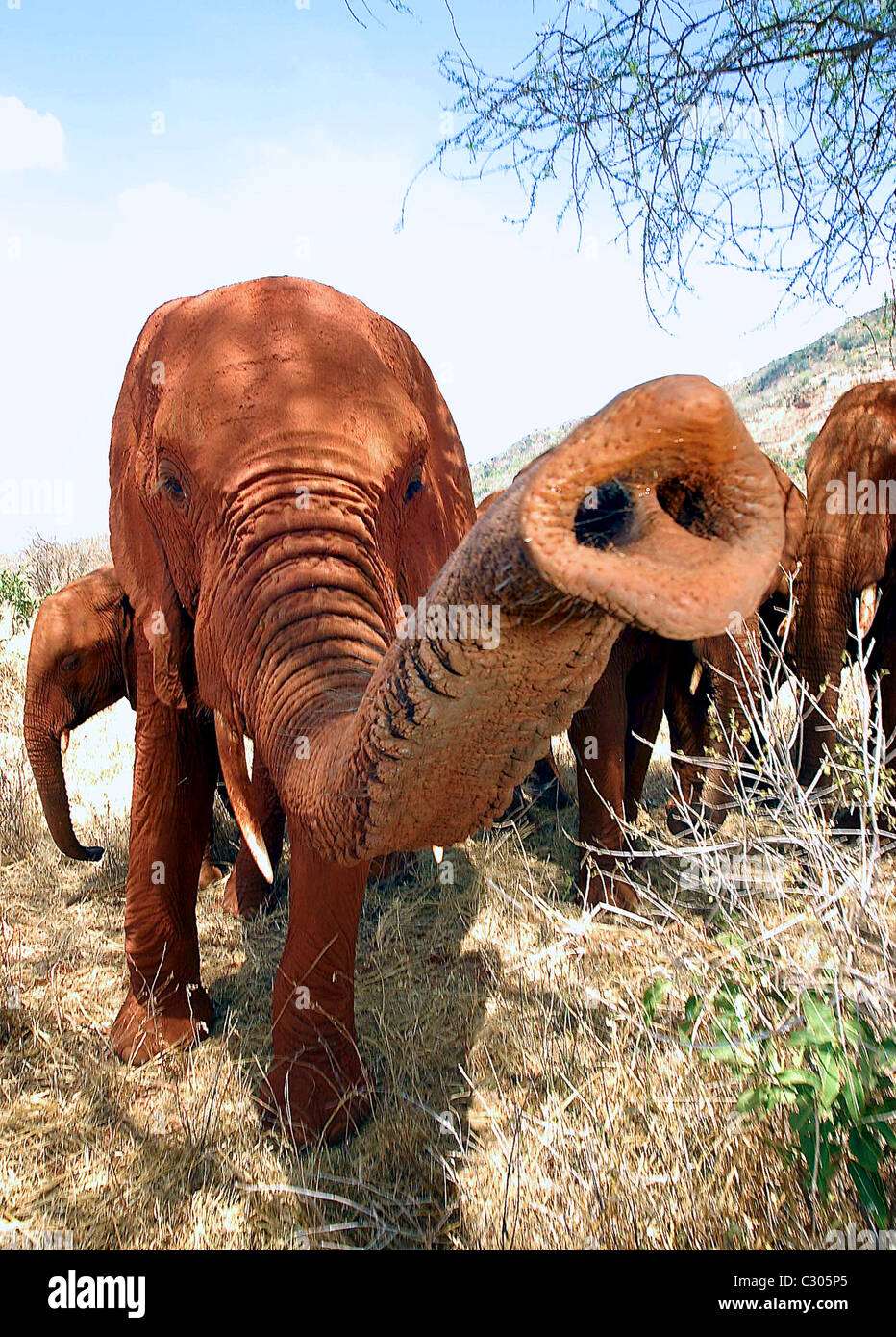ELEPHANT REACHES OUT TSAVO NATIONAL PARK  KENYA. Stock Photo