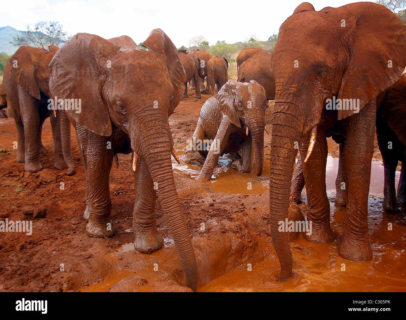 HERD OF AFRICAN ELEPHANT (LOXODONTA AFRICANA) TSAVO NATIONAL PARK. THE RED CLAY GIVES THE ELEPHANTS A RED COLOURING Stock Photo