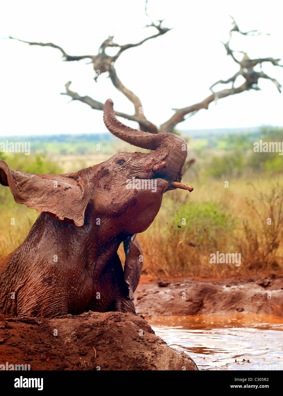 AN  ELEPHANT ENJOYING A MUD BATH. THE FIRST HERD OF ORPHANED ELEPHANTS THAT HAVE BEEN REARED VIA THE SHELDRICK NAIROBI ORPHANAGE Stock Photo
