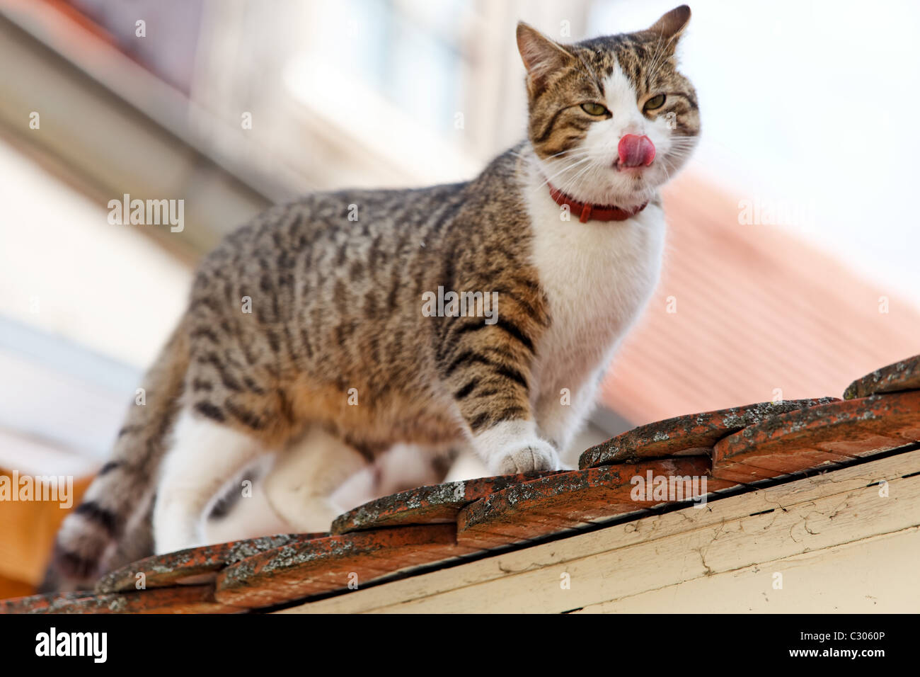 Cat on a Roof Stock Photo