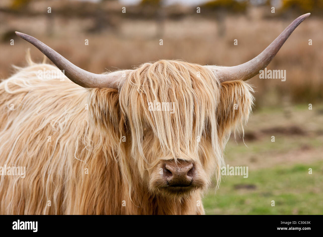 Blonde shaggy coated Highland cow with curved horns on Bodmin Moor, Cornwall Stock Photo
