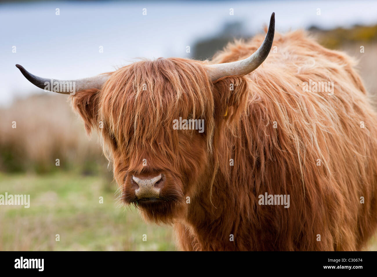 Brown shaggy coated Highland cow with curved horns on Bodmin Moor, Cornwall Stock Photo