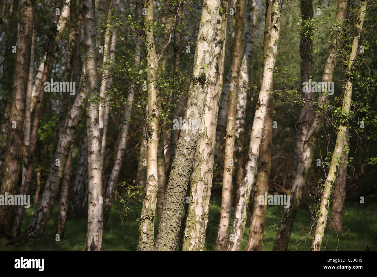 Birch tree copse coppice wood woodland Stock Photo