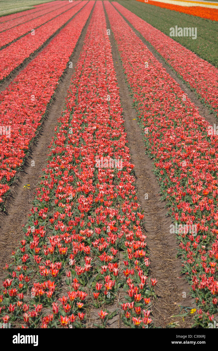 Rows full of red tulips in the Netherlands Stock Photo - Alamy