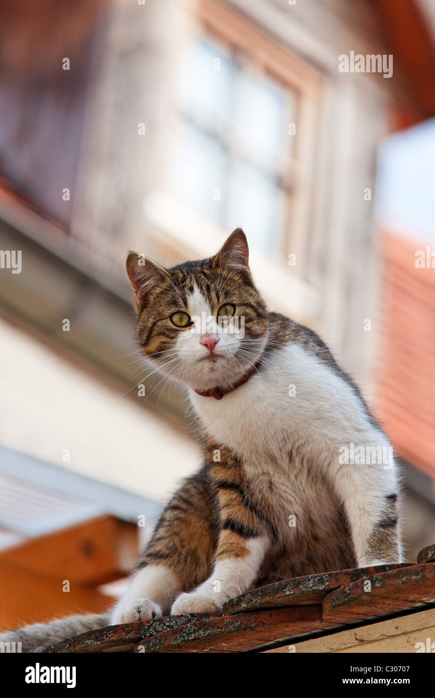 Cat on roof hires stock photography and images Alamy