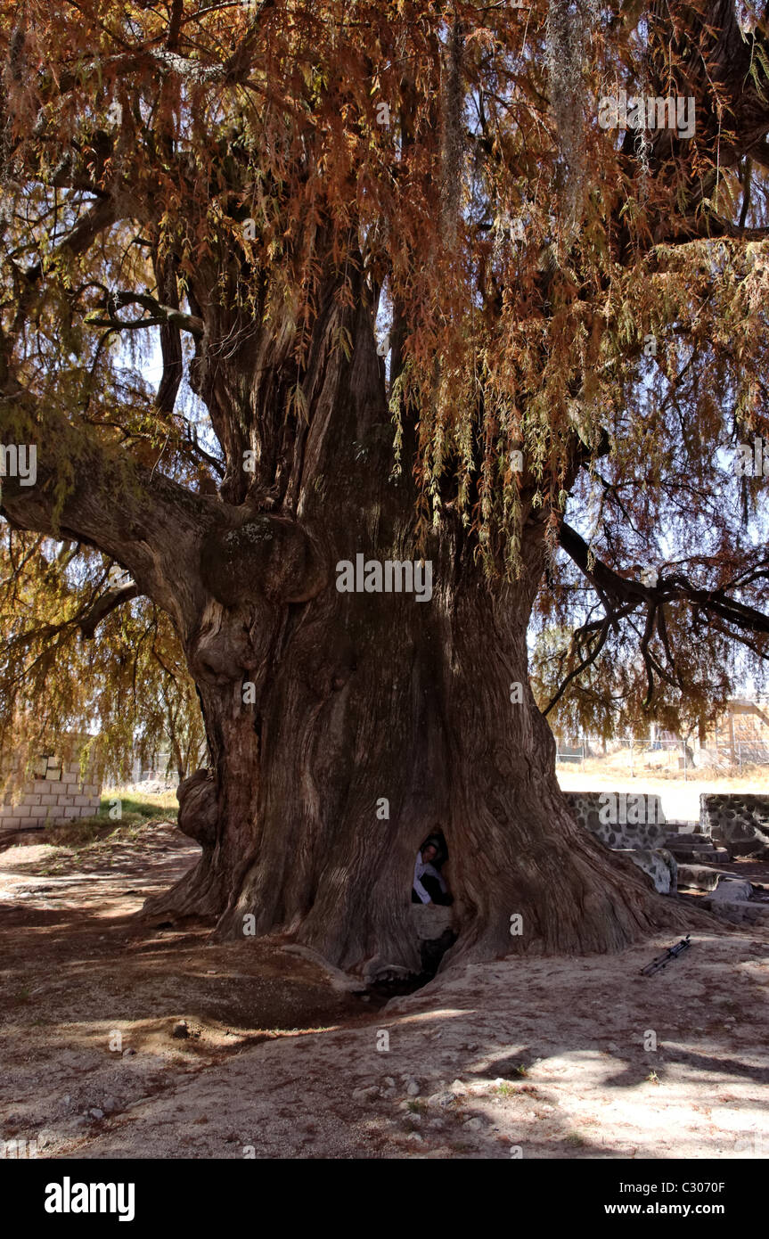 Ahuehuete tree (Taxodium mucronatum) also known as Montezuma Cypress or Sabino in Tepotzotlan, Mexico Stock Photo