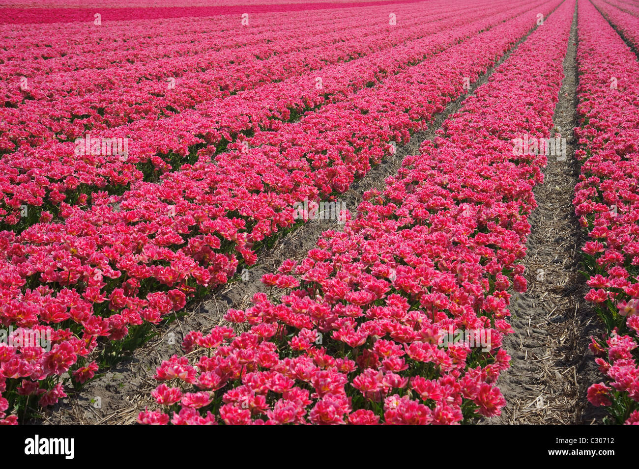 Rows full of red flowers in the Netherlands Stock Photo Alamy