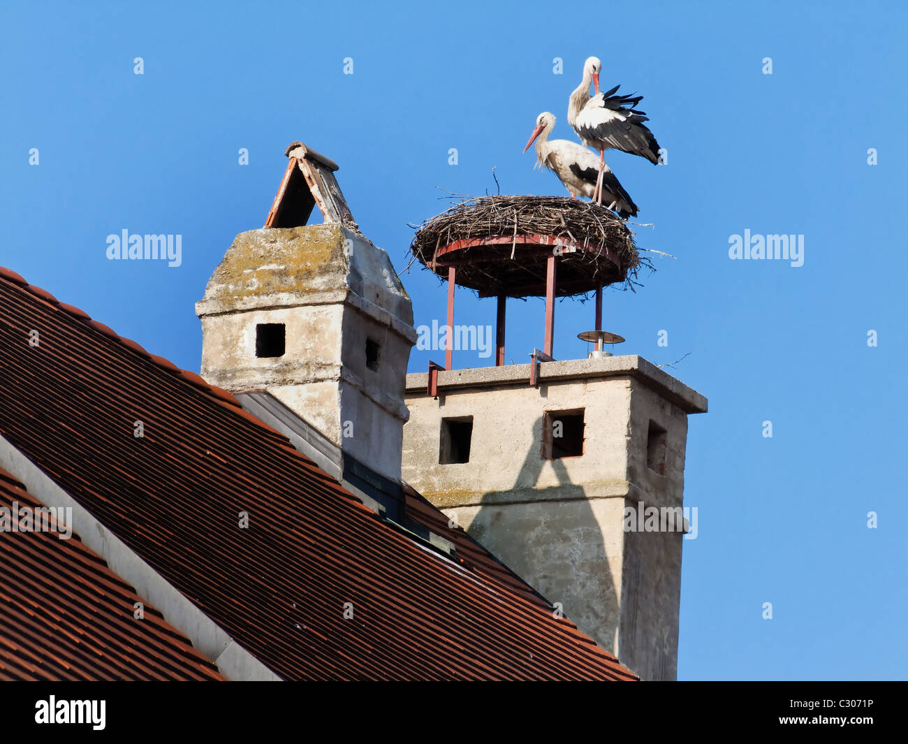 Storks in the nest in Rust, Austria Stock Photo