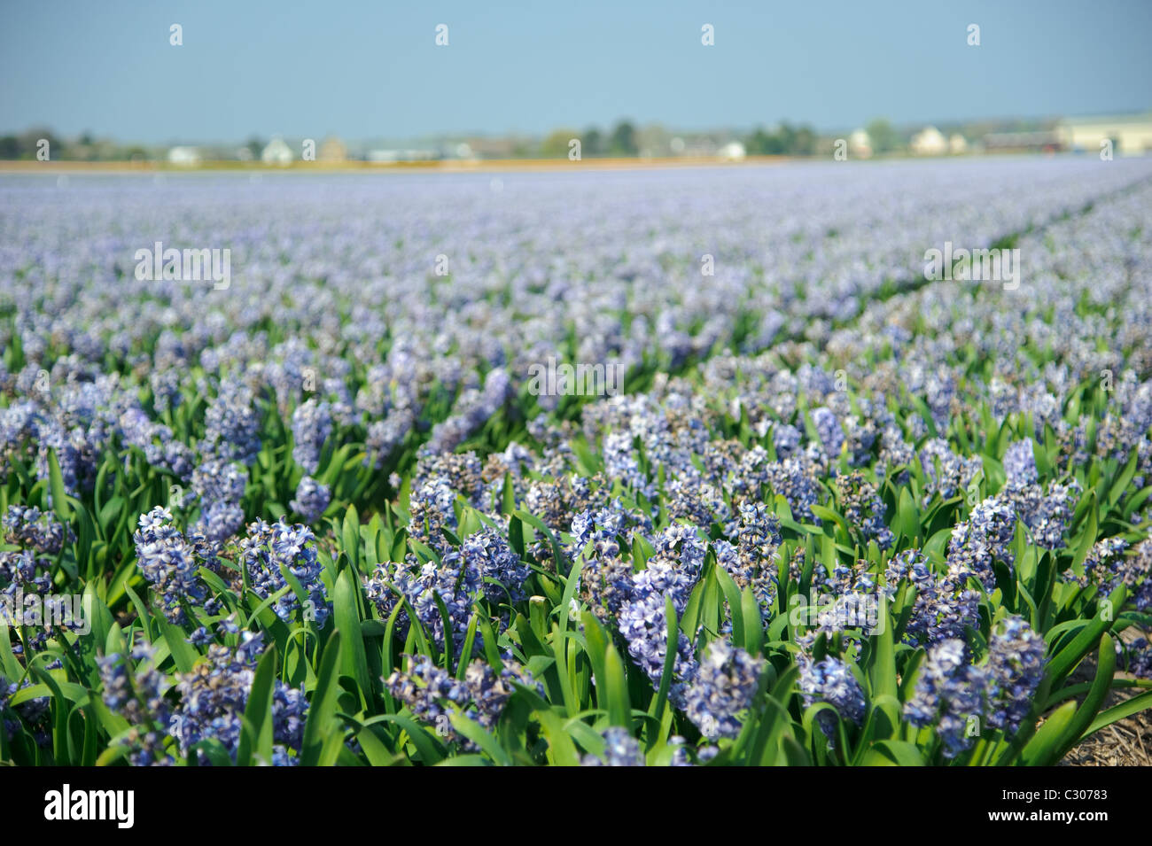Field full of purple flowers in the Netherlands Stock Photo - Alamy