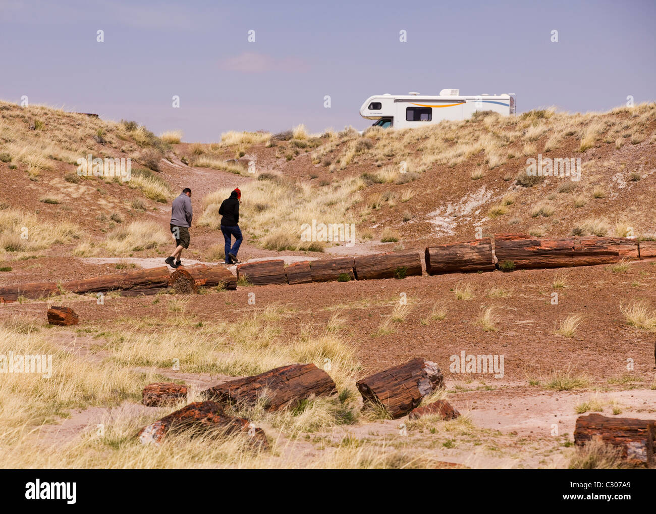 Petrified wood in desert landscape - Arizona USA Stock Photo