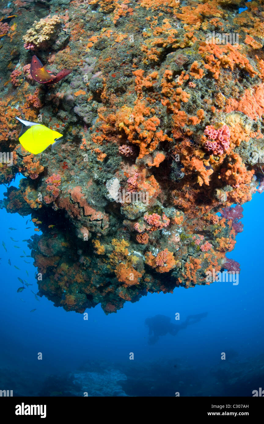 Rich healthy coral reef, Sodwana bay, South Africa, Indian Ocean Stock Photo