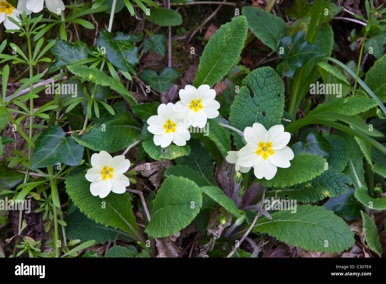 Spring and summer wildflowers Primroses, Primula vulgaris, with ivy and cleavers Galium aparine in Cornwall Stock Photo