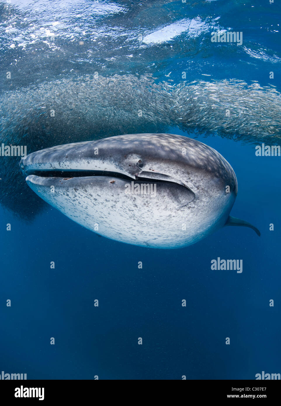 Whale shark (Rhincodon typus) feeding on baitball of silversides Stock Photo