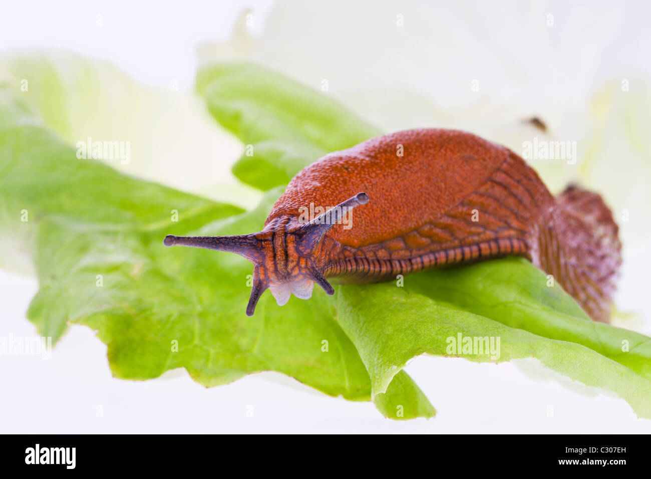 Slug on lettuce leaf Stock Photo