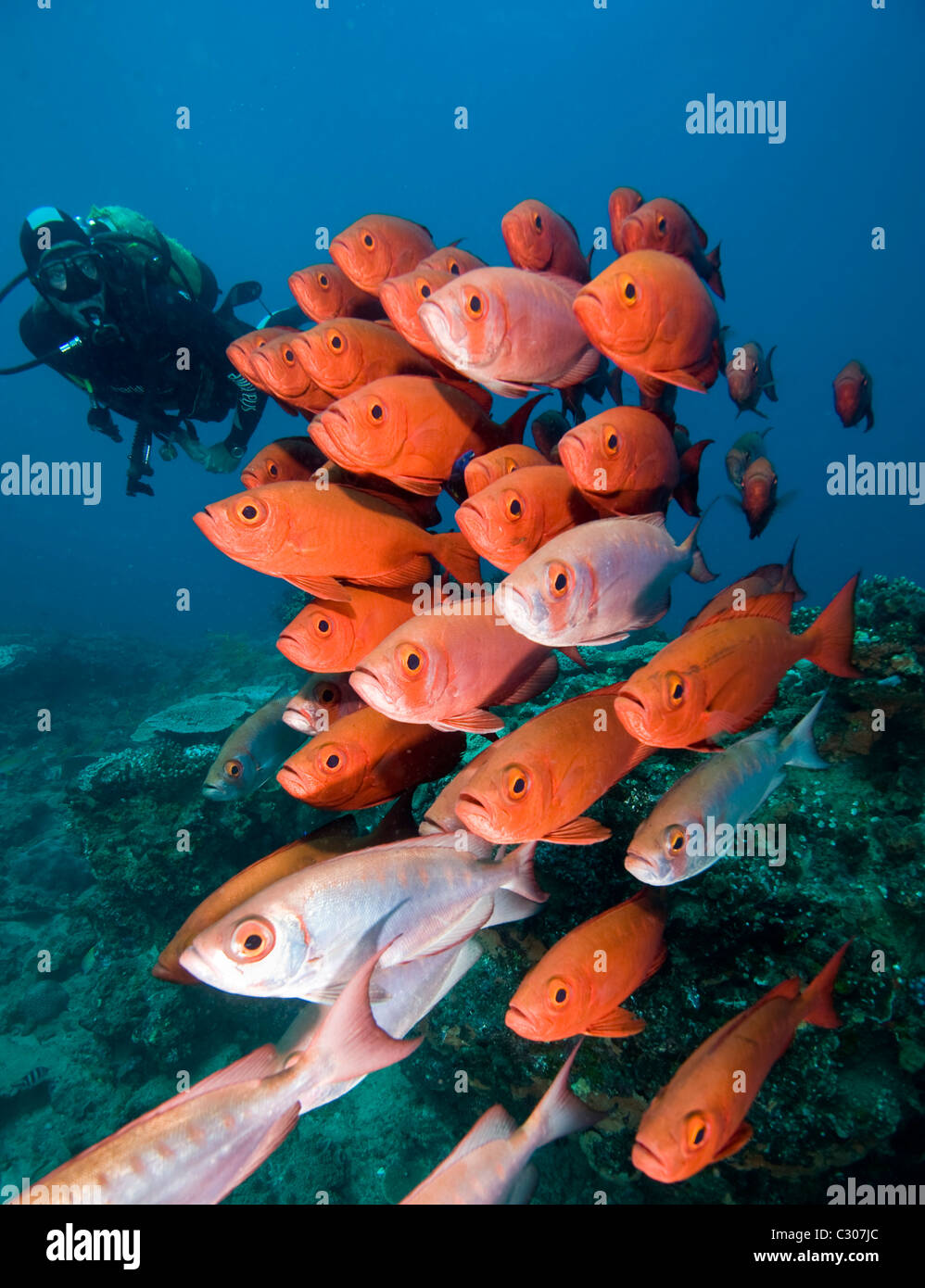School of bigeyes or glasseye snapper, Heteropriacanthus cruentatus