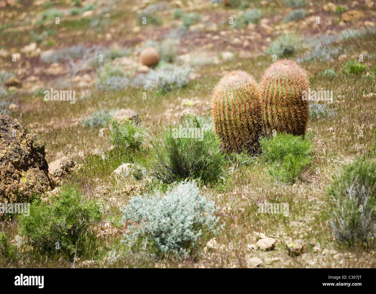 Field of Barrel Cactus, California, USA Stock Photo