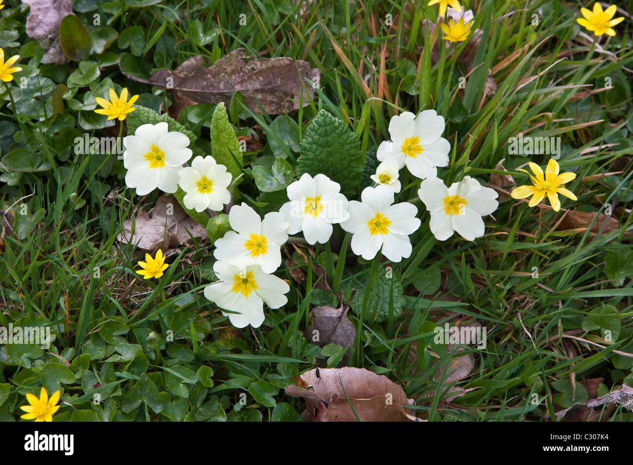 Spring and summer hedgerow wildflower Primrose, Primula vulgaris, Lesser Celandine, and grass in Cornwall, England, UK Stock Photo
