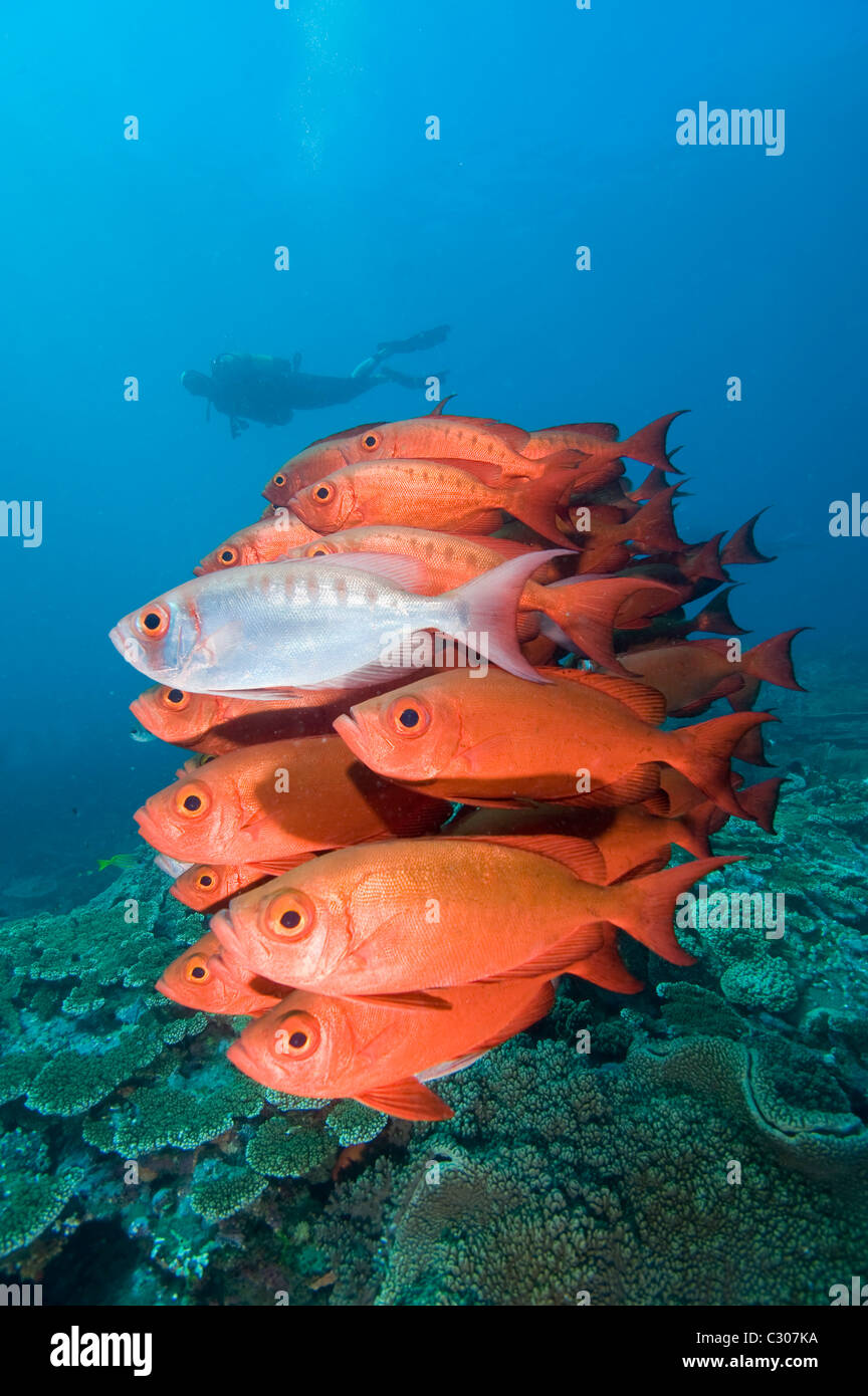 School of bigeyes or glasseye snapper, Heteropriacanthus cruentatus and scuba diver Stock