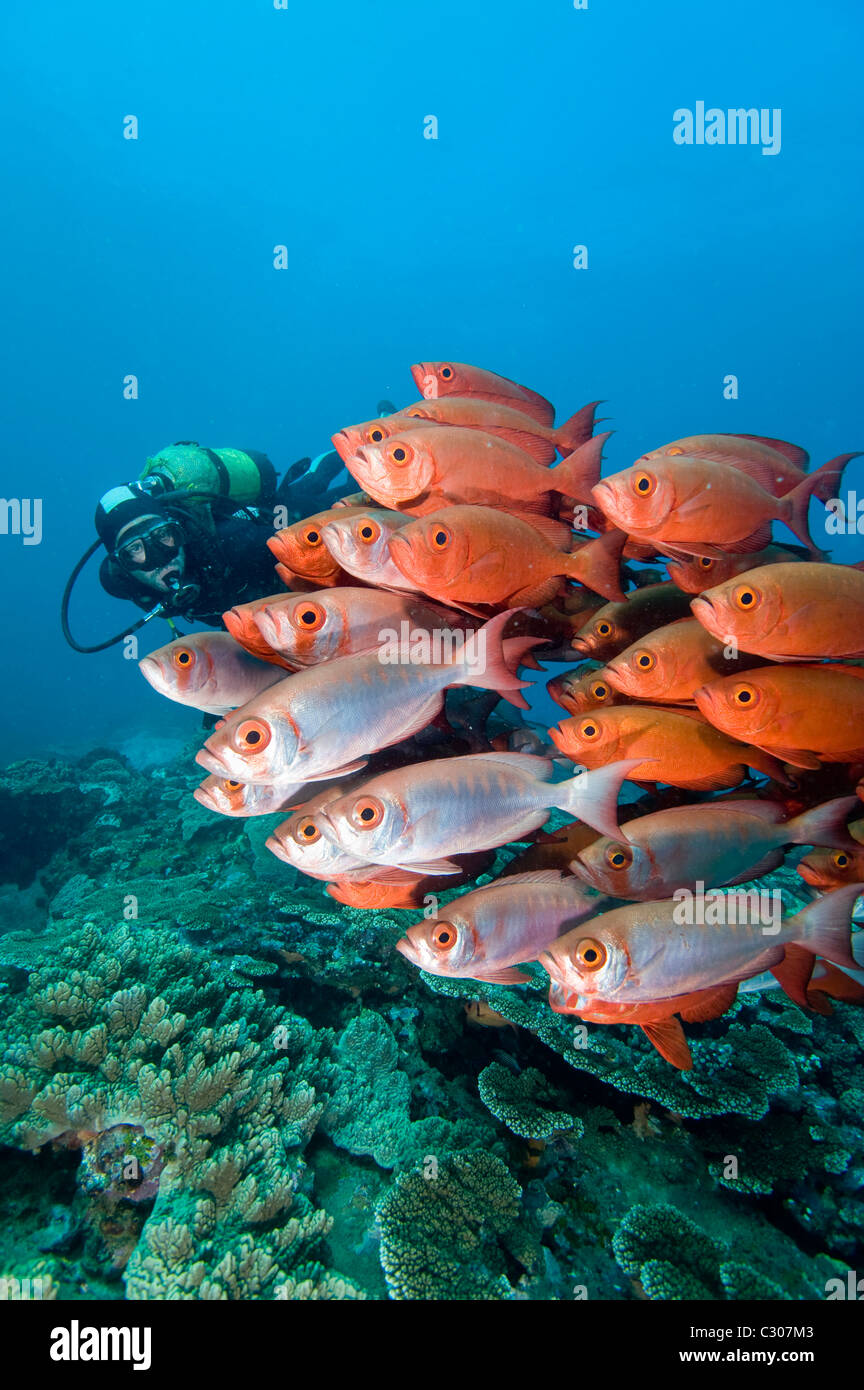 School of bigeyes or glasseye snapper, Heteropriacanthus cruentatus and scuba diver Stock