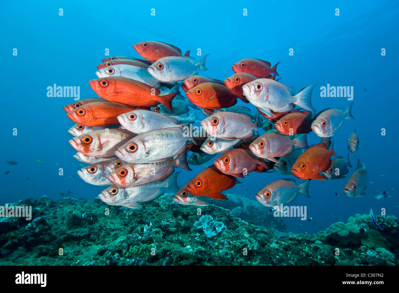 Glass eye snapper hires stock photography and images Alamy