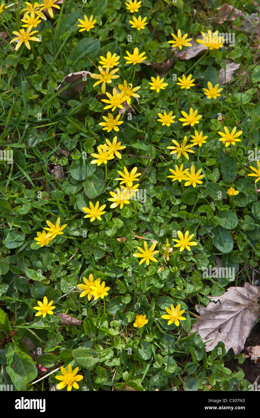 Spring and summer hedgerow wildflower Lesser Celandine, and grass in Cornwall, England, UK Stock Photo