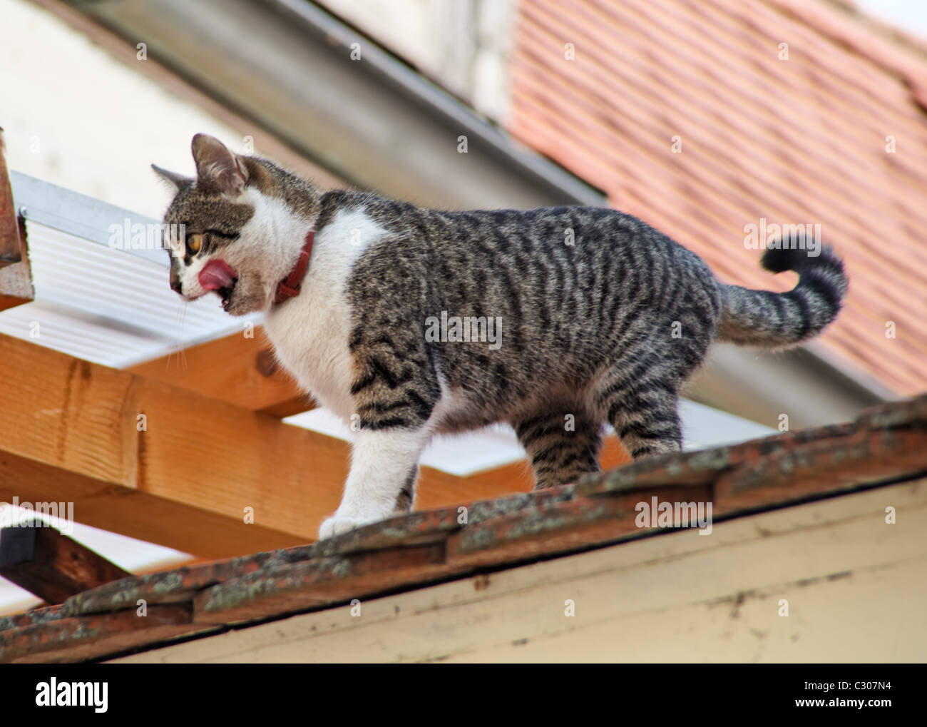 Cat on a Roof Stock Photo