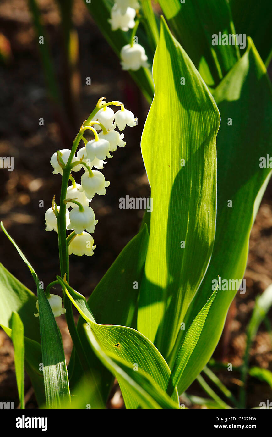 Lily of the valley of May Stock Photo