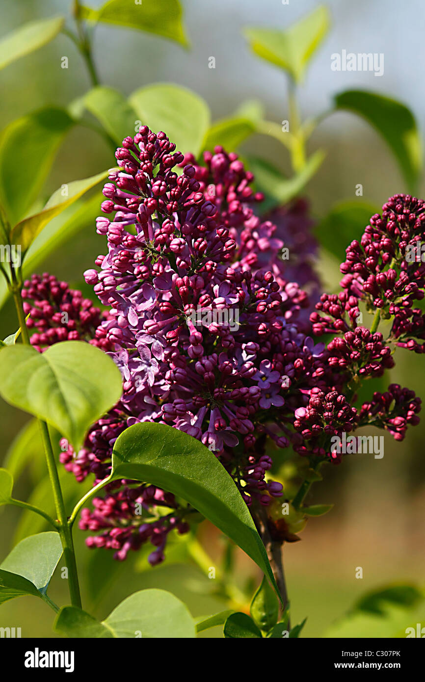 Purple lilac in flower Stock Photo