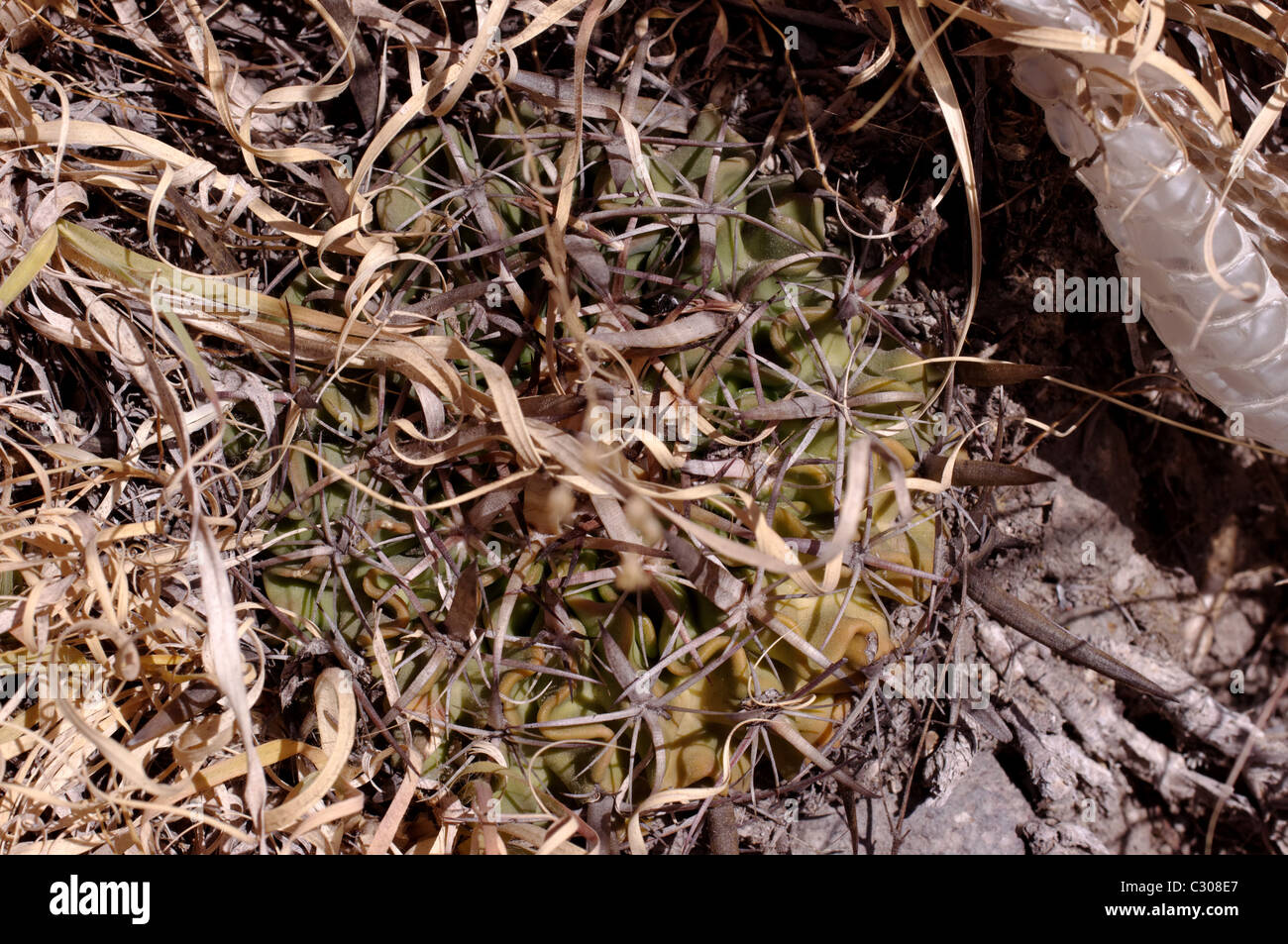Photo of a wild cactus (Stenocactus obvallatus) hidden among the grass Stock Photo