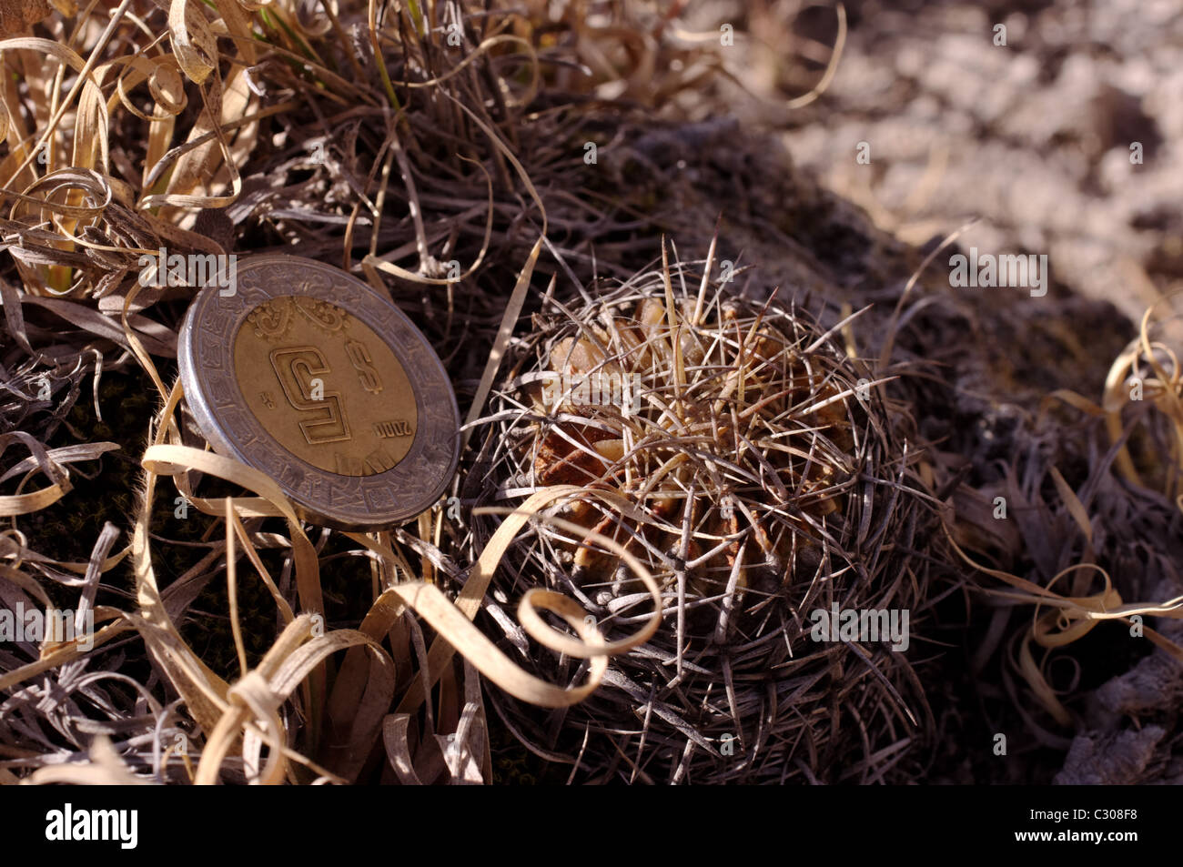 Mexican coin next to a small cactus (Stenocactus obvallatus) Stock Photo