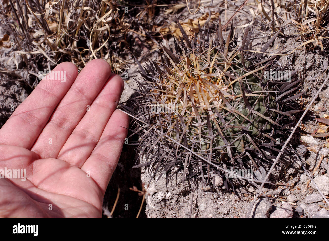 Hand next to a wild cactus (Stenocactus obvallatus) Stock Photo