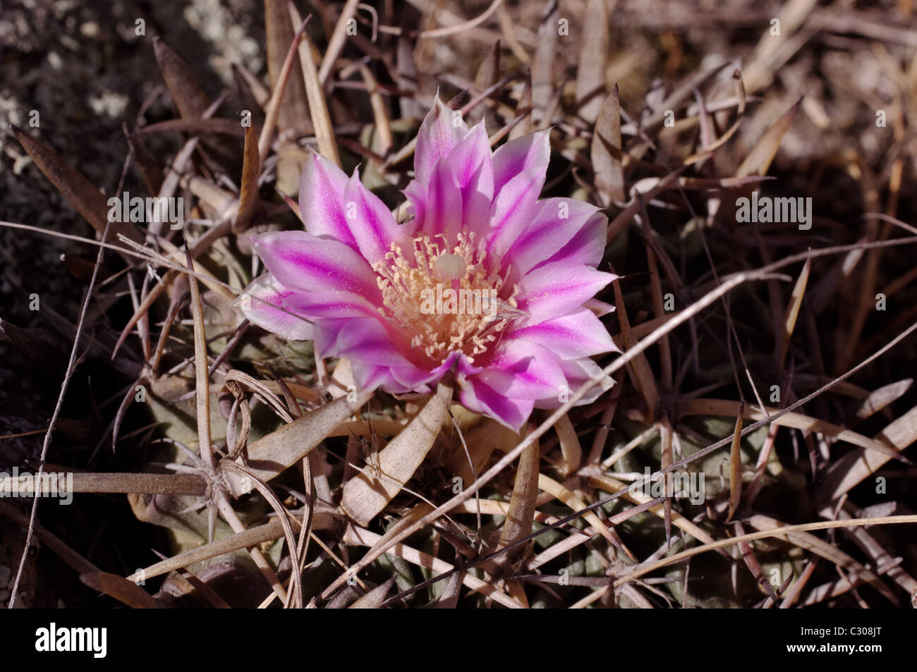 Photo of a wild cactus (Stenocactus obvallatus) blooming Stock Photo
