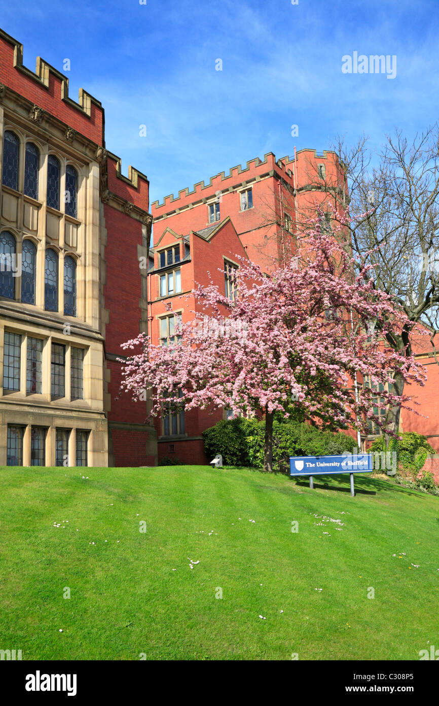 Blossom tree by the Rotunda, Firth Court, University of Sheffield, Sheffield, South Yorkshire, England, UK. Stock Photo