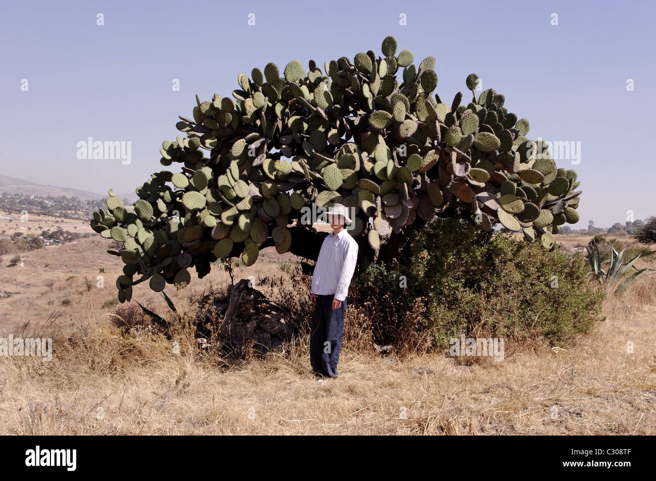 Person standing in front of an old Prickly pear cactus in Mexico Stock Photo