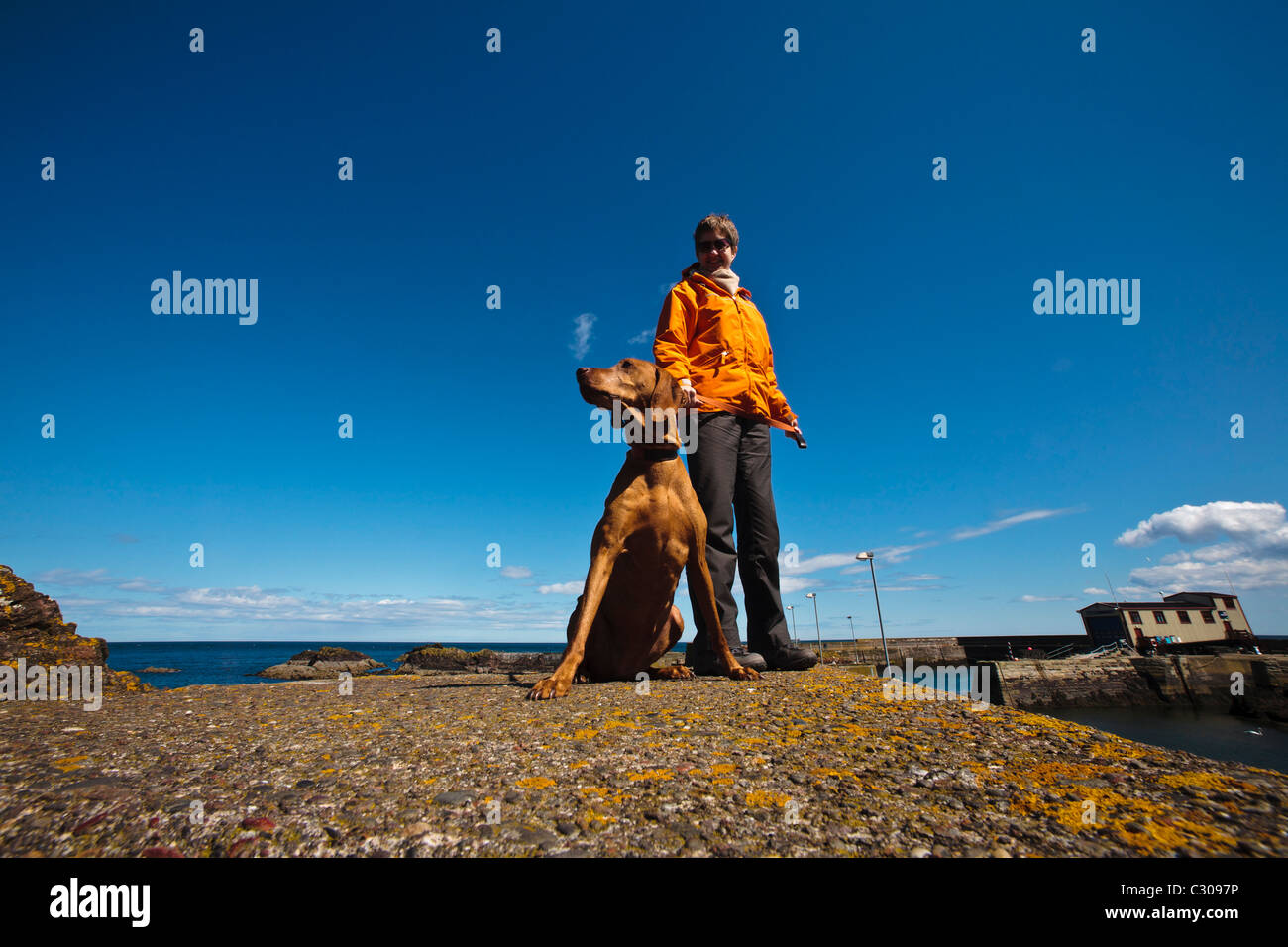 A woman pauses while walking her dog on the harbour wall at St. Abbs, Berwickshire. Stock Photo