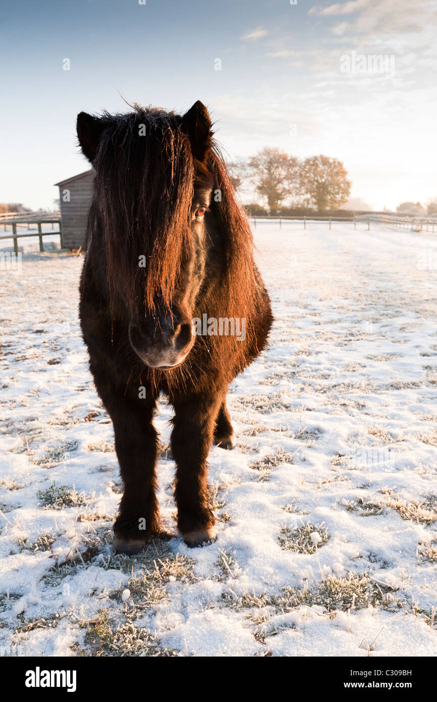 A black Shetland pony standing in a snow covered paddock Stock Photo