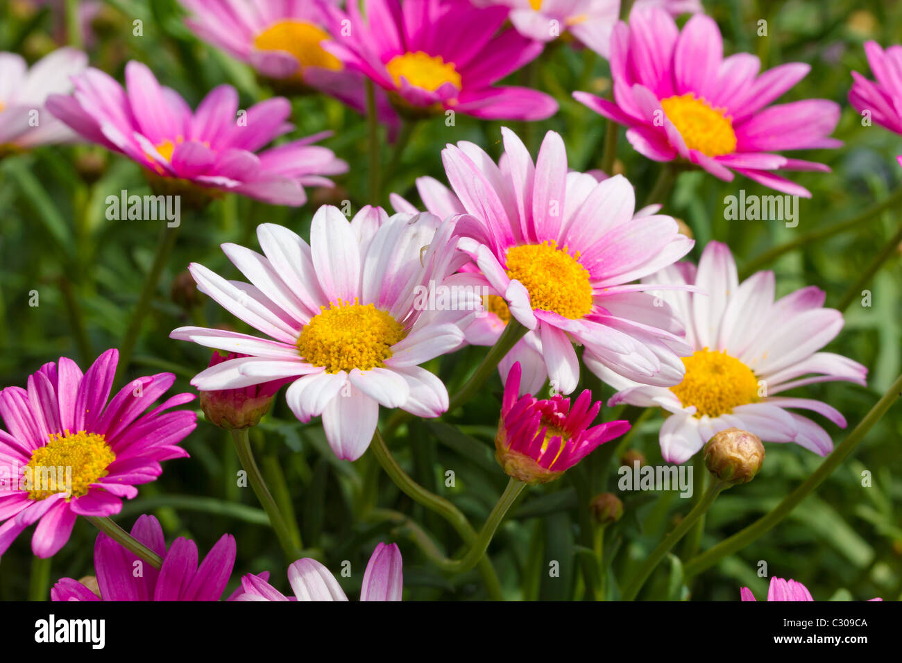 Bunch of beautiful Marguerites in the sun Stock Photo