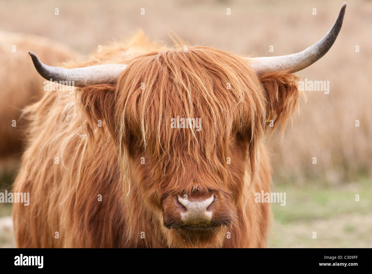 Brown shaggy coated Highland cow with curved horns on Bodmin Moor, Cornwall Stock Photo