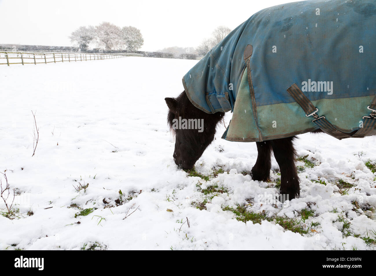 A winter scene of a black pony in a blue turnout rug looking for grass in a snow covered field Stock Photo