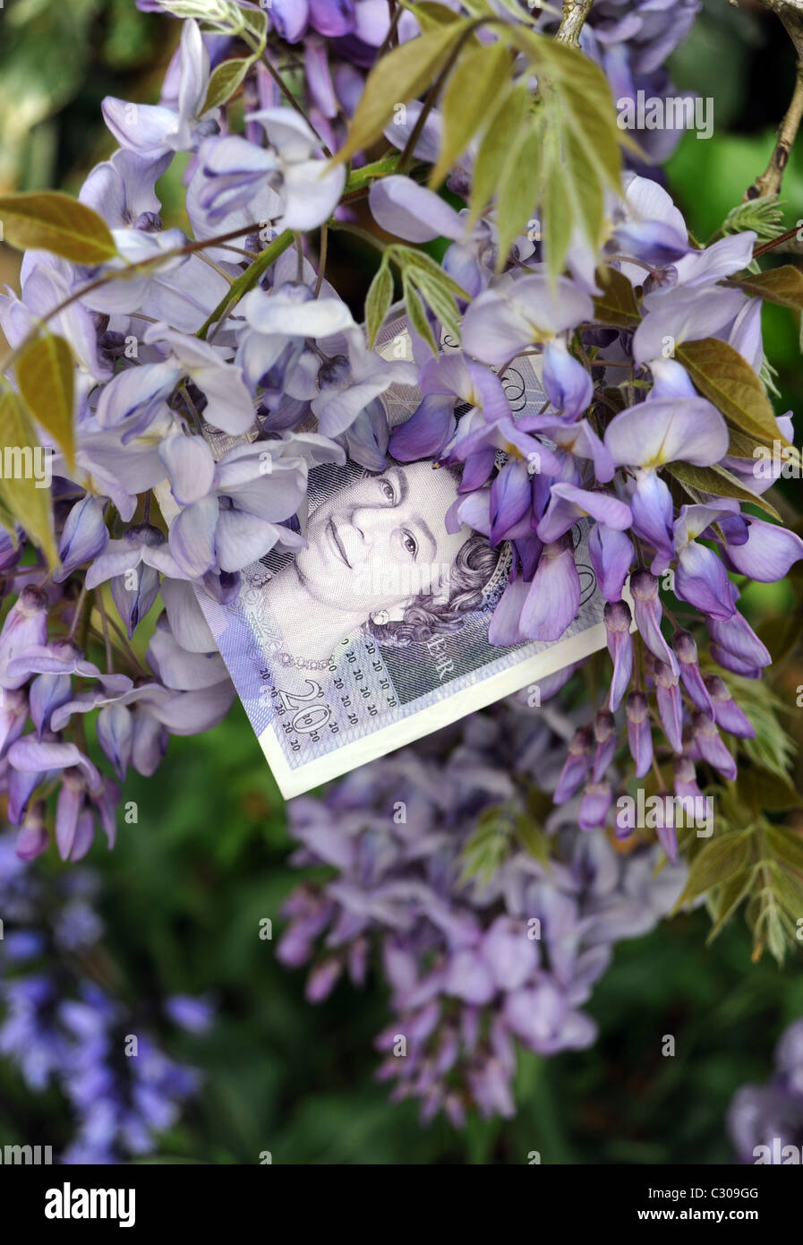 BRITISH £20 POUND NOTE IN BLOOMING  WISTERIA  PLANT RE ECONOMY  FINANCE MONEY BILLS SAVINGS CASH BUDGETS GROWTH  ETC UK Stock Photo