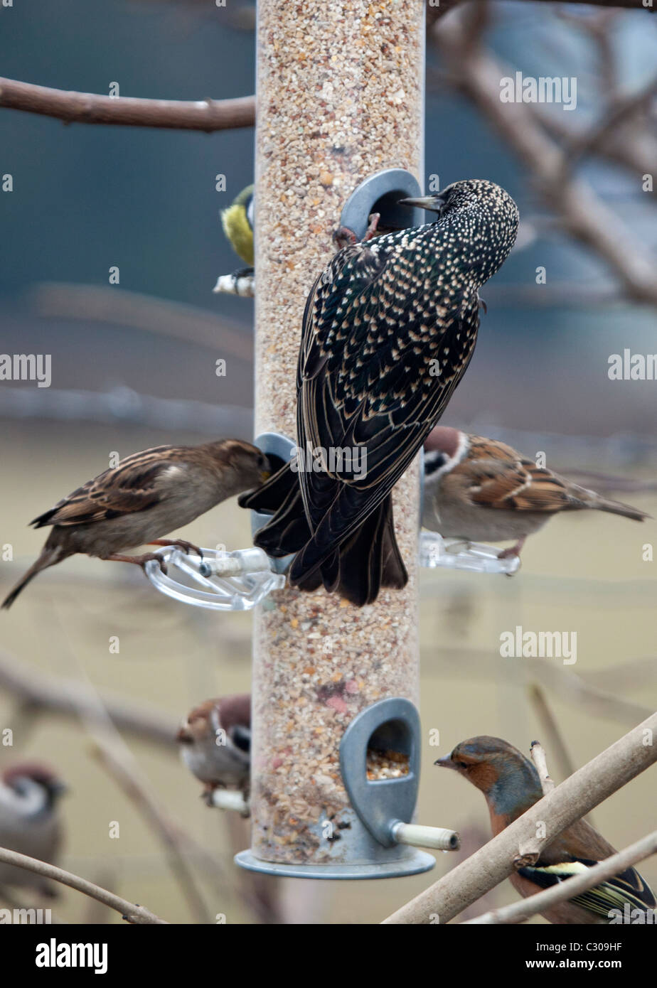 Wild birds on bird feeder in winter Stock Photo