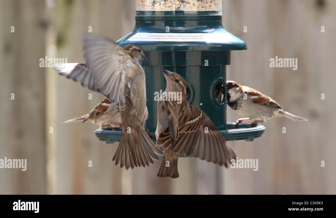 birds, sparrows, winter, bird seed, competition Stock Photo Alamy