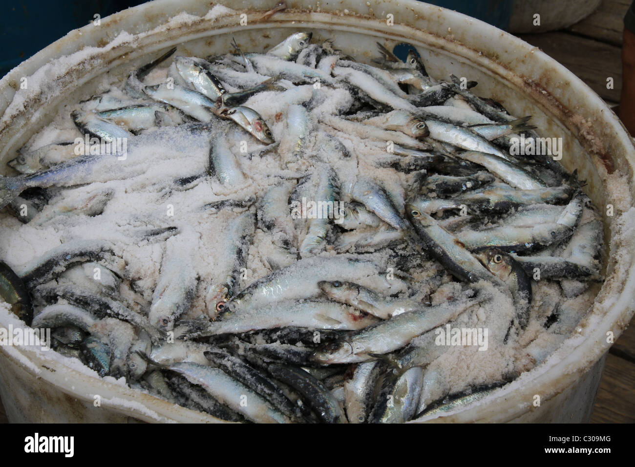 Salt herring for Lobster Bait Stock Photo