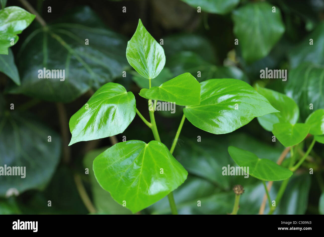 Newly grown leaves hi-res stock photography and images - Alamy