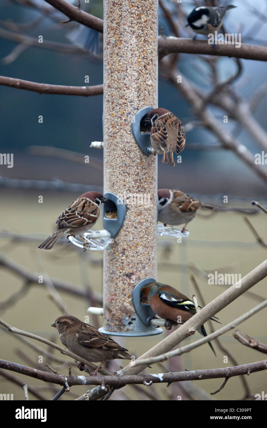 British wild birds on feeding station in winter Stock Photo