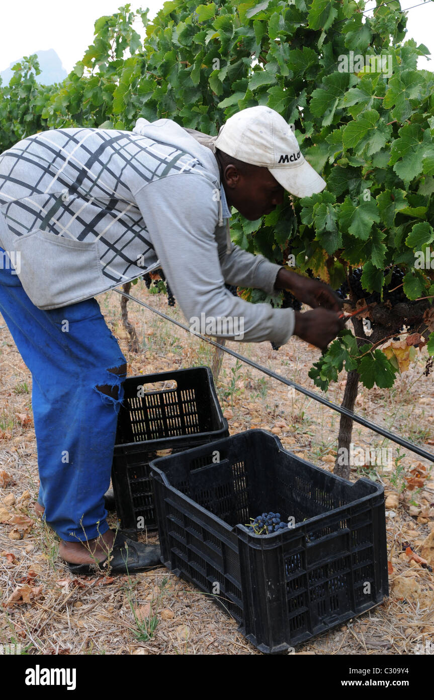 Day laborers who work in the vineyard Stock Photo