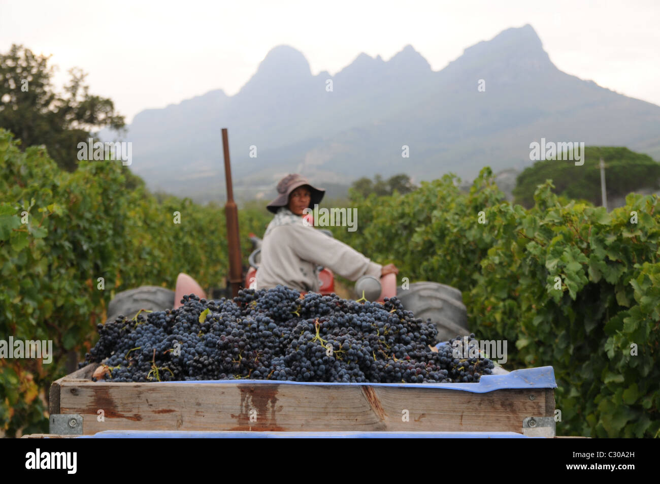 Grape gathering at the vineyard in Stellenbosch Stock Photo