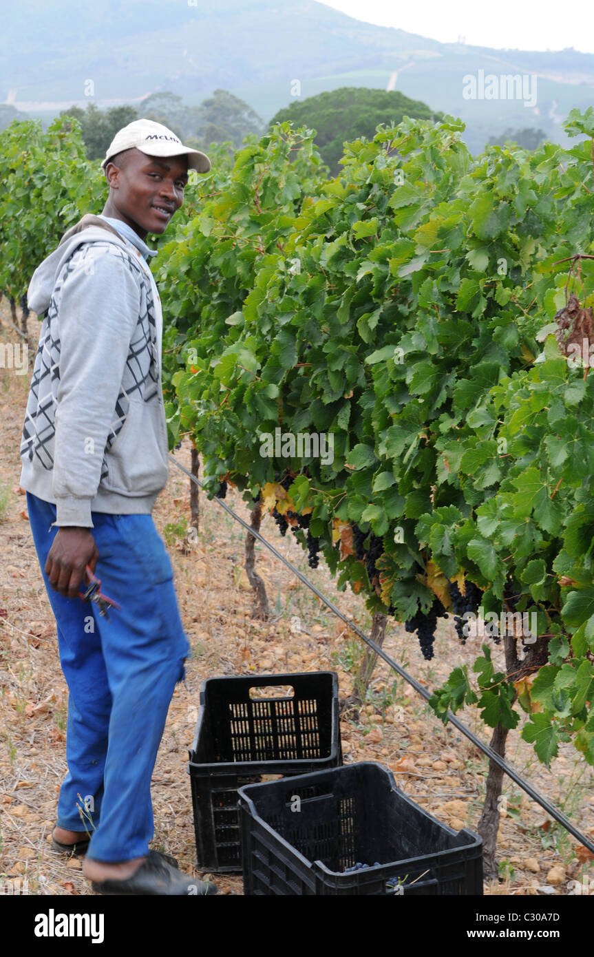 Grapes, grape picking, grape shrubs, workers, hard work Stock Photo Alamy