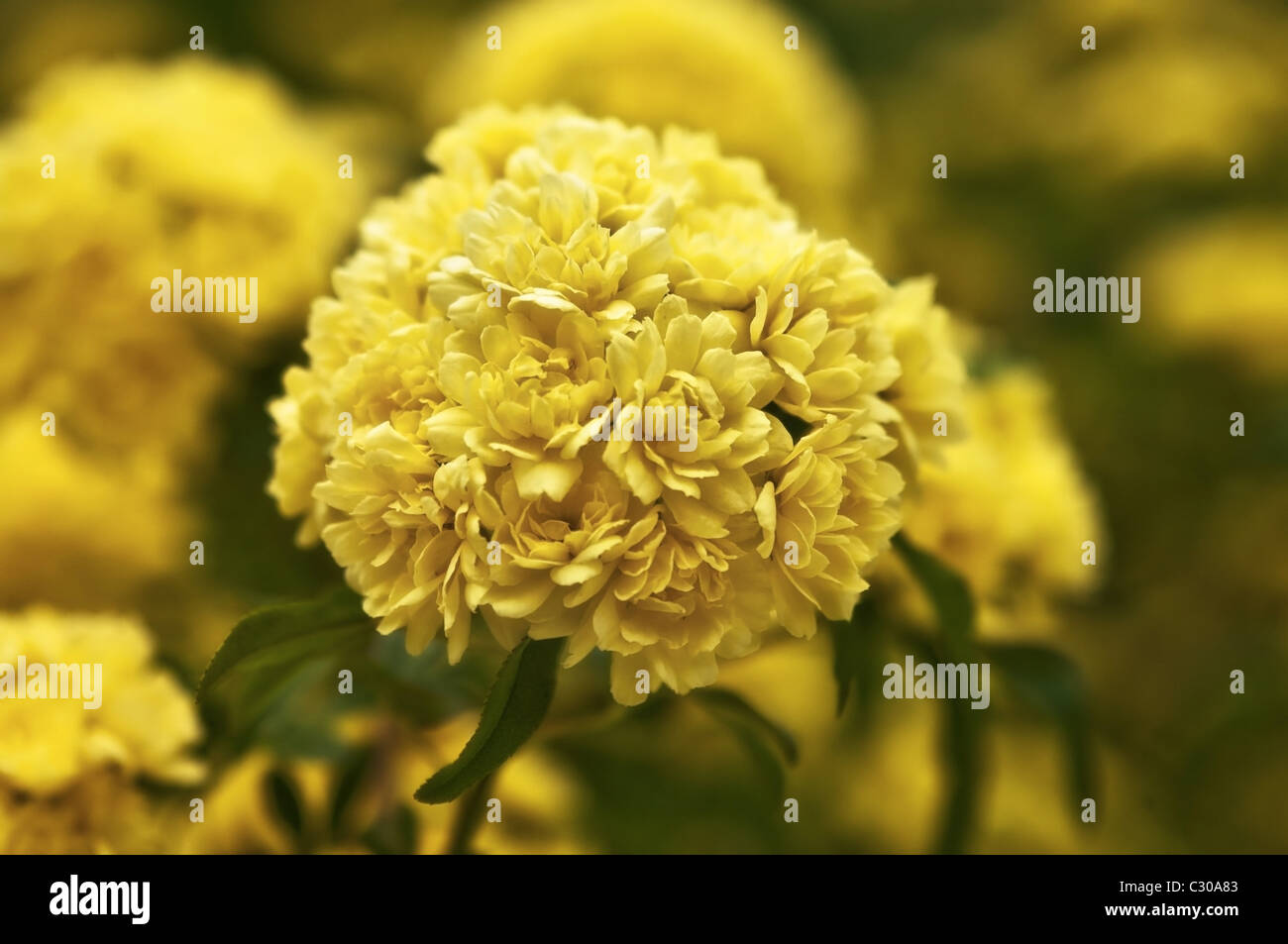 A cluster of blooms on a Lady Banks, or Tombstone, rose bush. Stock Photo